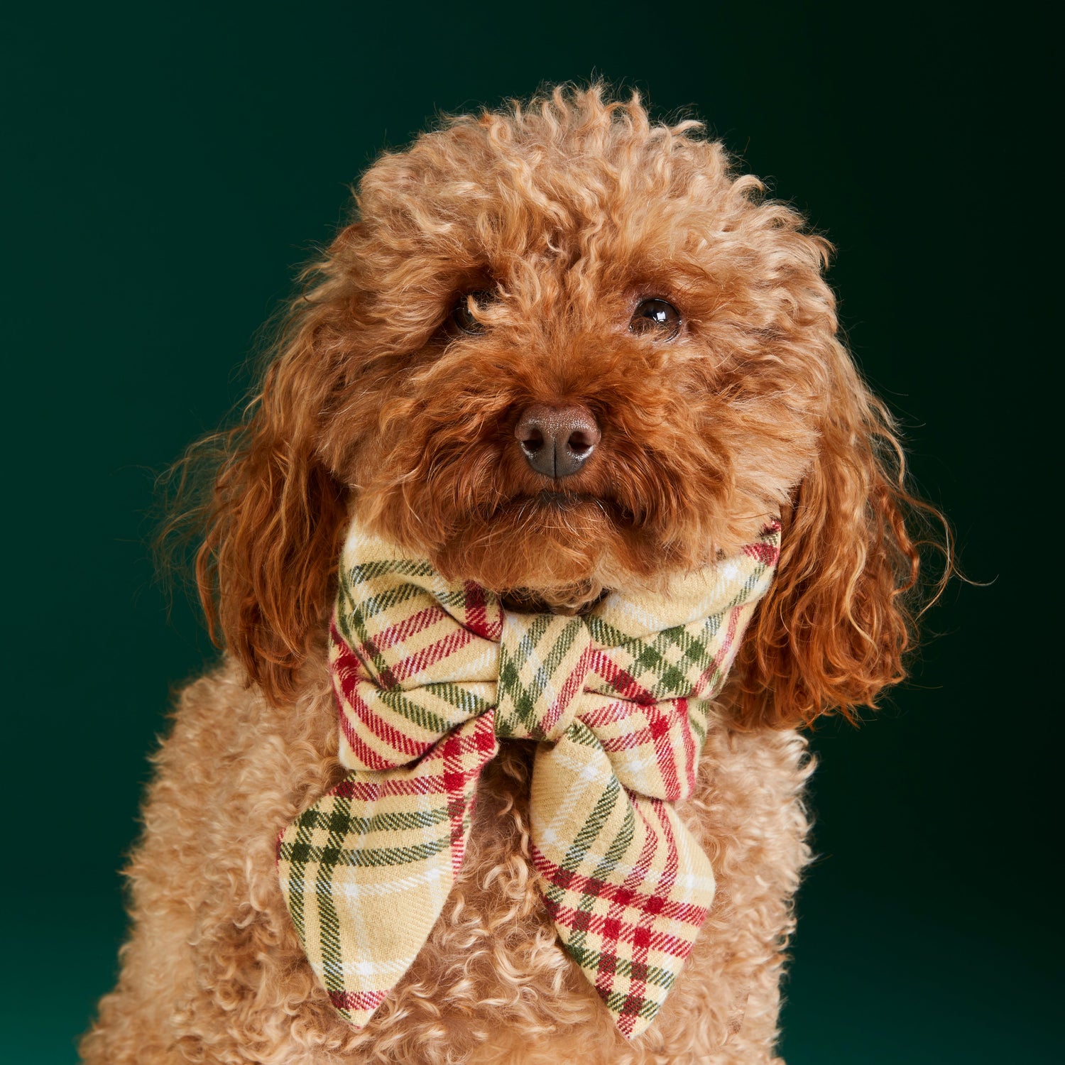Holiday Dog Accessories: Plaid, Flannel & Personalized Gifts