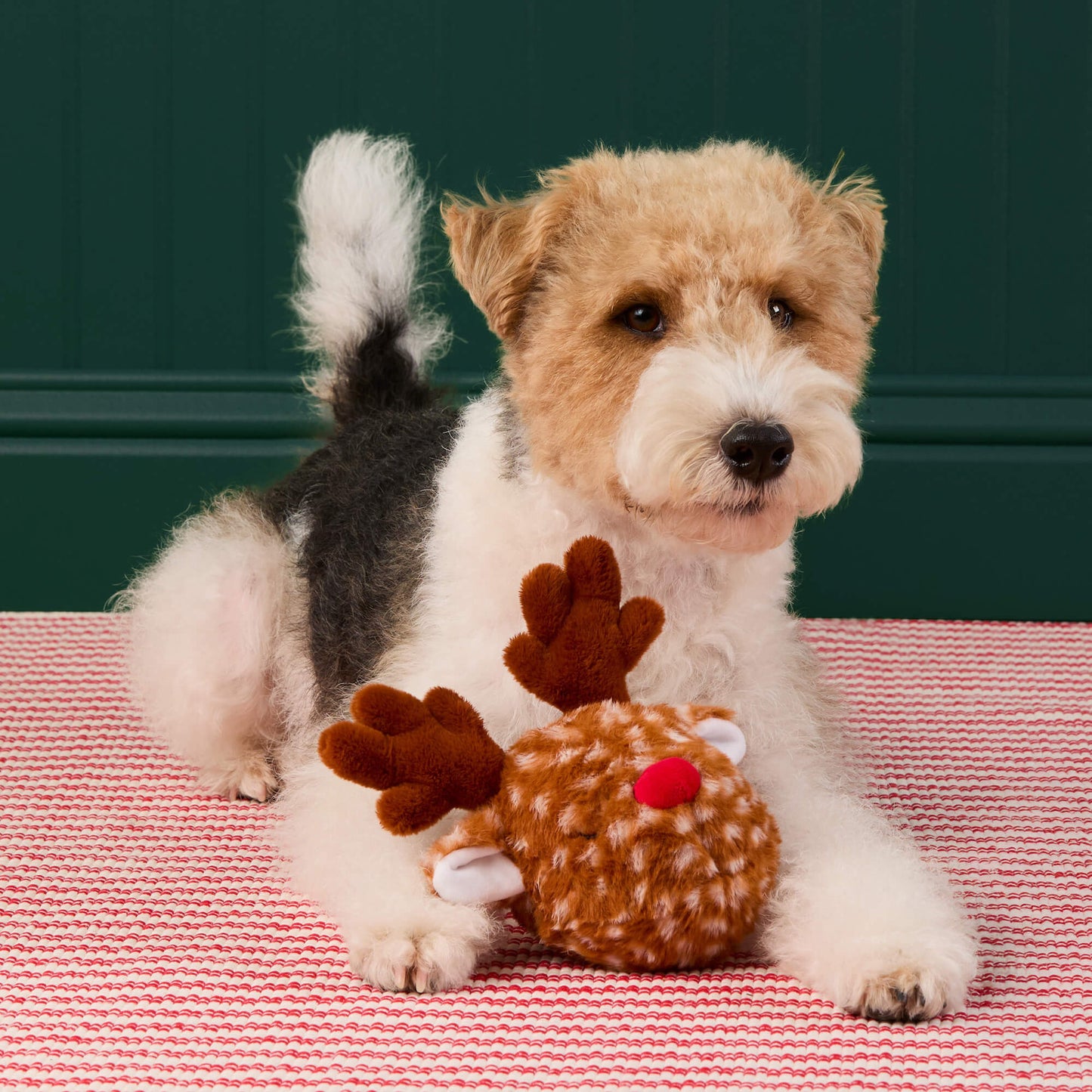 Reindeer 2-in-1 Bounce Dog Toy