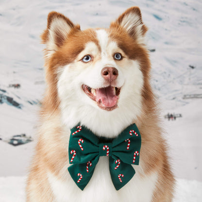 Evergreen Candy Canes Embroidered Lady Dog Bow