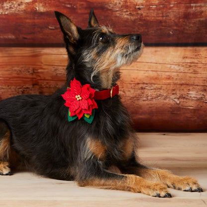 Poinsettia Dog Collar Flower Set