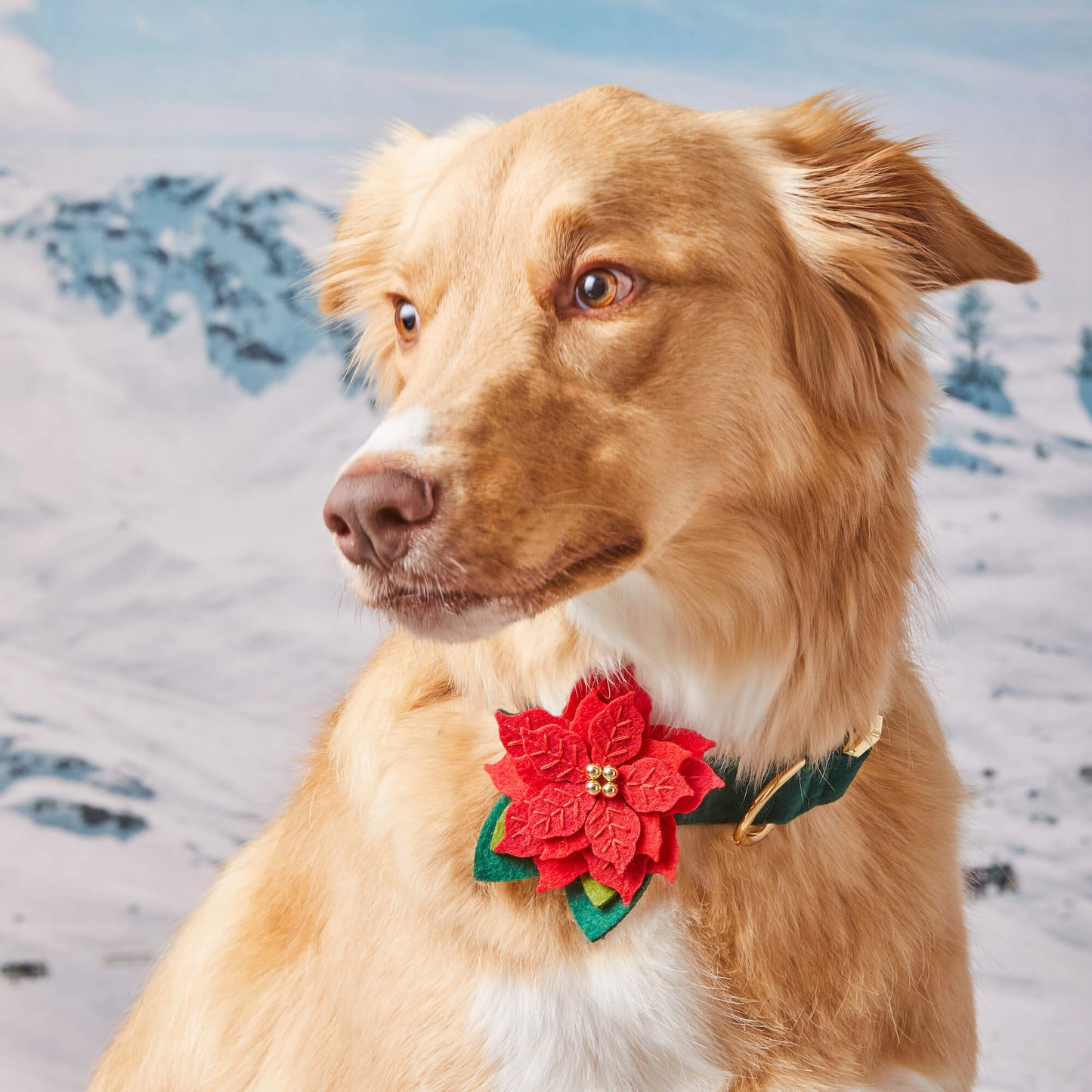 Poinsettia Dog Collar Flower Set