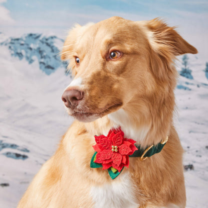 Poinsettia Dog Collar Flower Set
